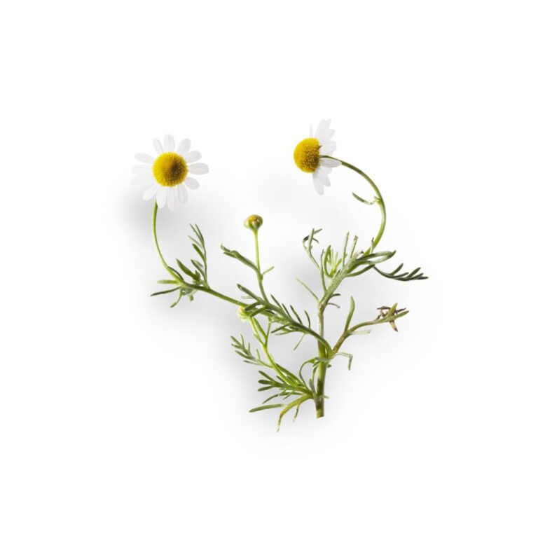 APIVITA Balzam za usne s kamilicom 4,4 g (2)